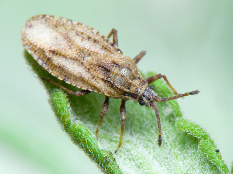 Tingis (Tropidocheila) maculata (Herrich-Schäffer, 1838)